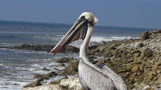 Brown Pelican Released after Pouch Repair