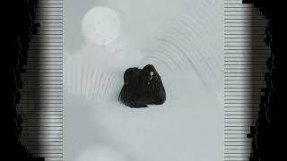 Chelsea Wolfe - Hiss Spun (Full Album) ['- Gothic Folk Rock -']