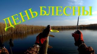 За щукой по мелководью. В октябре с батей по меляку. Блесна рулит.