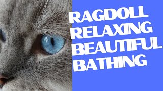 Ragdoll Relaxation 🐱 The Stress Relief You Didn't Know You Needed