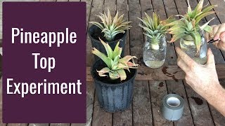 How to Grow a Pineapple Top - Experiment