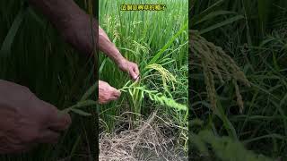 你拔的是稻子還是稗草?