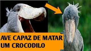 A AVE CAPAZ DE DECAPITAR UM CROCODILO FILHOTE!