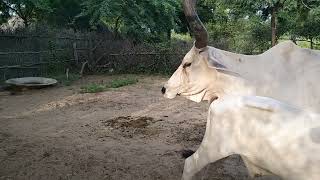 Baby cow milking 😻 in desert Thar.