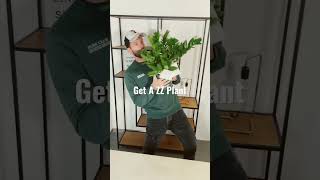 This Houseplant Is Impossible To Kill #houseplantslover #houseplantcaretips #plantsofyoutube