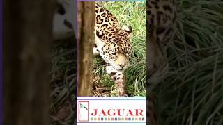 🇧🇷 Brazil’s Majestic Jaguar in Action 🐆|| #brazil #animals #shorts