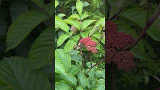 Cây gối hạc - Leea rubra Blume,  họ Gối hạc Leeaceae. #redleea #caygoihac #flowers