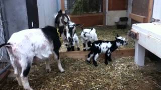 Tink's kids - 3 Nigerian Dwarf Bucklings born 2/8/2012