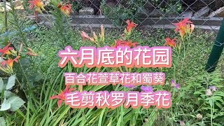 六月底的花园 德国巴伐利亚州