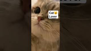 ae billi kya kr rhi hain🤣 #cat #funny