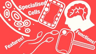 IGCSE Biology - Specialised Cells