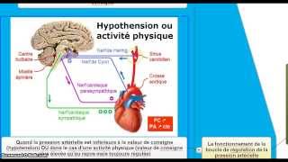 Le contrôle de la fréquence cardiaque et la régulation de la pression artérielle