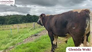 Glenisla Woki - Longhorn Cattle Society Sale