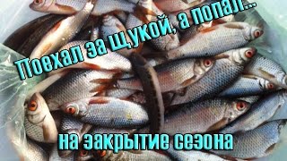 Поехал за щукой, а попал... на закрытие сезона