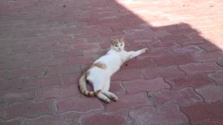 cat tanning in shadow