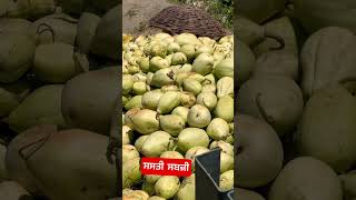 ਸਸਤੀ ਸਬਜ਼ੀ #shorts #viral #youtubeshorts  #vegetables #nyarapunjab