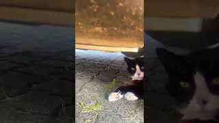 Black Cat's Secret Nap Spot: Under My Car!😜