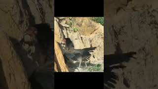 5 ayam vs elang,#shortvideo #viral