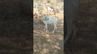 The goats are sitting under the tree