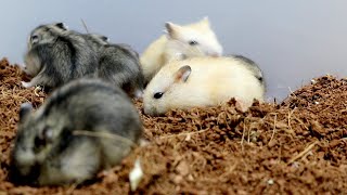 Dwarf hamster babies digging the soil Cute hamster ASMR | Hamster Survival 🐹9