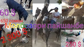 Молбозори пайшанбе