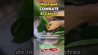 La milagrosa infusión de hojas de guanabana