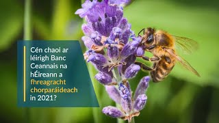 Banc Ceannais na hÉireann – Freagracht Shóisialta Chorparáideach in 2021