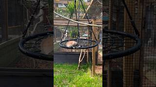 Ring-tailed lemur baby is full of energy! Mom… not so much 🙈