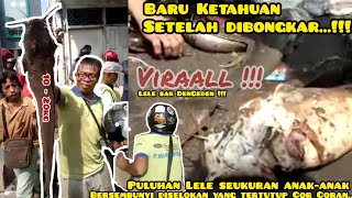 VIRAALL !!! ikan Lele sak DenGeden Bersembunyi di Selokan/Gorong-Gorong diDepan Penggadaian Jember