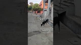 #dog#dogbarkingsound#viral #youtubshortvideo