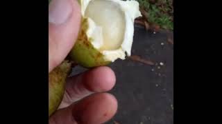 Buah Matoa buah Khas Papua, manis bangetttttt