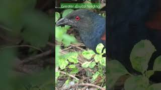 Coucal feeding on insect| #indianwildlife #indianbirds #bird #nature #feeding #birdwatching #hunting