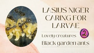 Lasius niger caring for Larvae 02