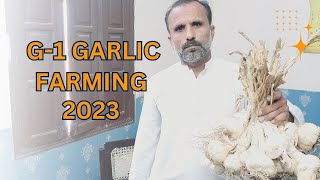 G1 Garlic Farming Lehsan Ki Kasht Ka Business,g1 Garlic Farming Garlic Ki Kahani in Urdu جی