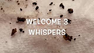 Triplets Born 3 Wisp Babies Emerge from 1 Cocoon! Hatching Party Fun in the Worm Bin & Vermiculture