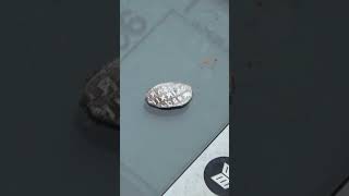 Дождь к серебру Монета Михаила Федоровича #shorts  #metaldetecting #другаяжизнь #серебрянаямонета