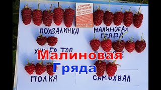 Малина Малиновая Гряда