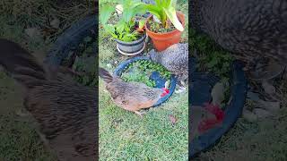 Early morning girl chickens looking for something to eat together  🐓😀