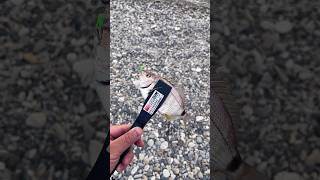 Морская рыбалка… #рыбалка#море#мормышинг#fishing#shorts#shortvideo#🇯🇵#youtube#youtubeshorts#🎣#🐟