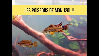 J’Introduis mes poissons dans mon aquarium !