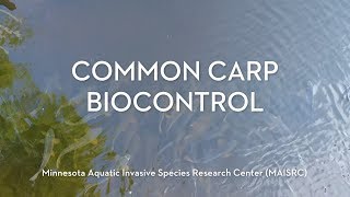 Common carp biocontrol research