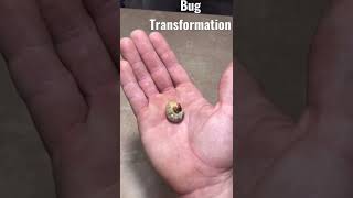 Bug Transformation #animal #insect #insects #respect #bug #tiktok