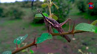 One of Diffrence Grasshoper ( Ram ji Ka Ghoda Video ) Strange Creature ! THE NTURE