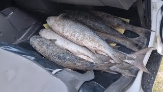 pesca da tainha. Praia da Conceição SC.