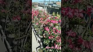 overview of My Adenium Garden