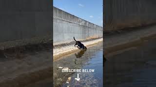 Exciting Iguana Hunting Action With a Black Lab! #shorts