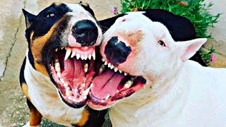 What were bull terriers bred for?