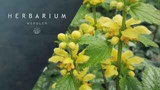 Lamium galeobdolon - (Yellow archangel)