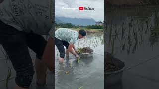 Planting wild rice and waiting for harvest