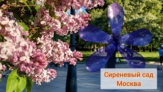 Красота в Сиреневом саду